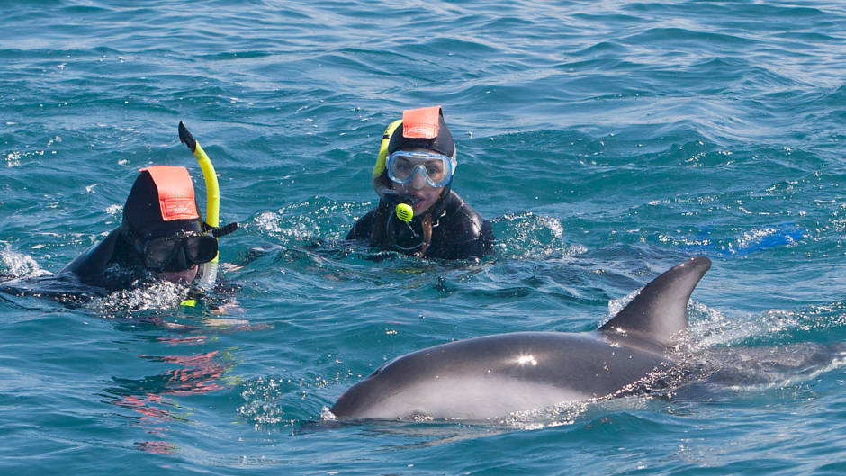 Take the opportunity to interact and swim with the incredible dusky dolphins of Kaikoura!