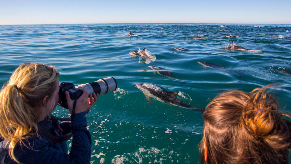 Take the opportunity to interact and swim with the incredible dusky dolphins of Kaikoura!