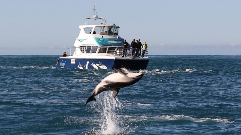 Take the opportunity to interact and swim with the incredible dusky dolphins of Kaikoura!