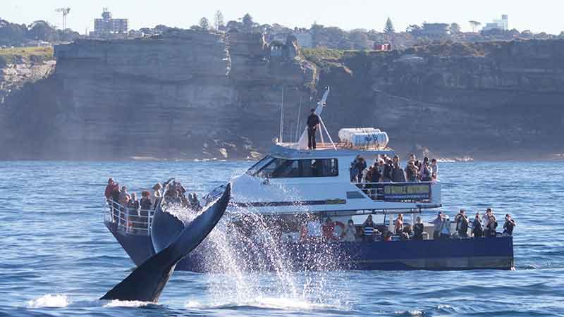 Join the crew at Go Whale Watching Sydney as we make our way from Darling harbour, taking in the famous Sydney Harbour land marks and out to the open ocean for an epic Whale Watching experience