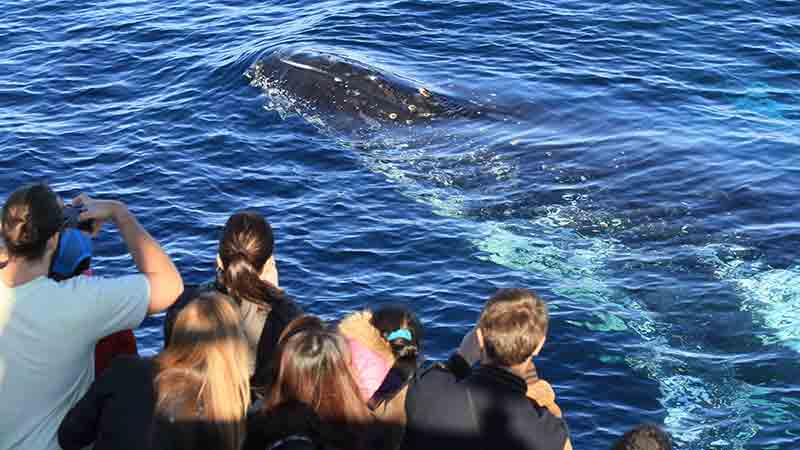 Join the crew at Go Whale Watching Sydney as we make our way from Darling harbour, taking in the famous Sydney Harbour land marks and out to the open ocean for an epic Whale Watching experience