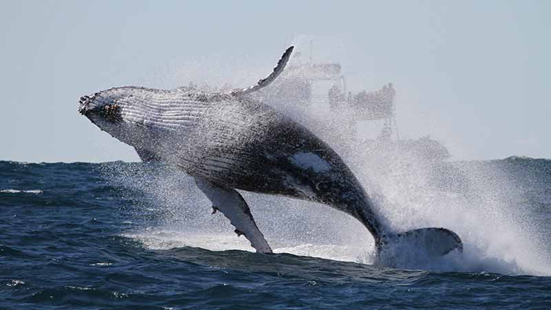 Join the crew at Go Whale Watching Sydney as we make our way from Darling harbour, taking in the famous Sydney Harbour land marks and out to the open ocean for an epic Whale Watching experience