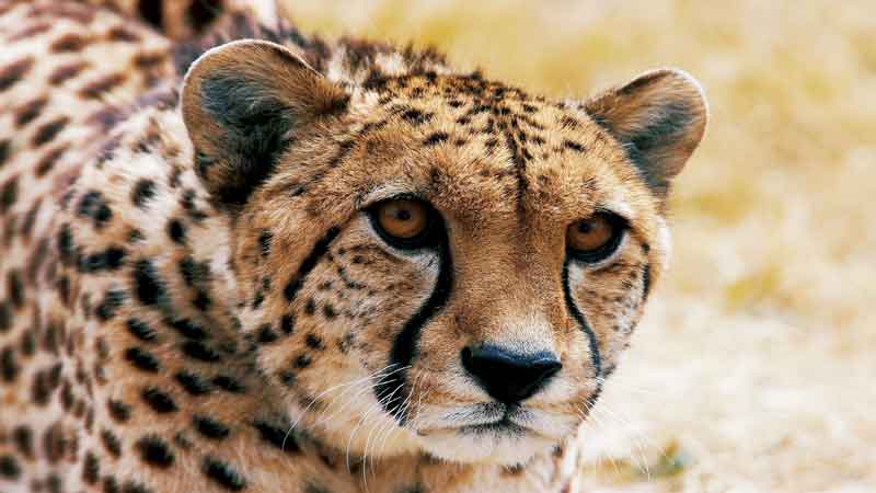 Orana Wildlife Park Deals