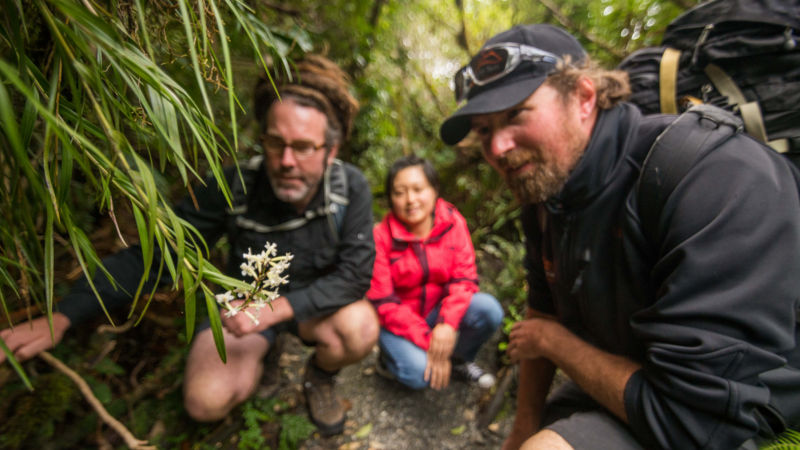 Join Glacier Valley Eco Tours for an unforgettable venture through Franz Josef Glacier.