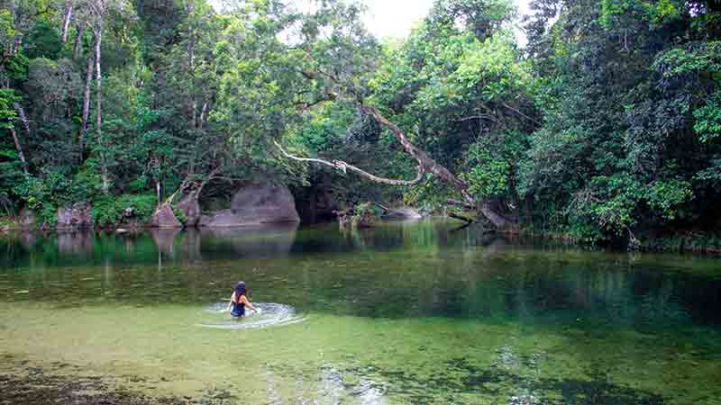 Join Wooroonooran Safaris on a day tour to the largest World Heritage Wet Tropics rainforest in Australia