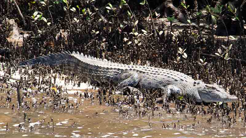 Join Wooroonooran Safaris on a day tour to the largest World Heritage Wet Tropics rainforest in Australia