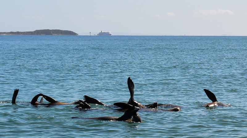 Get up close and personal with friendly Australian Fur Seals on a unique 2-hour snorkelling tour!