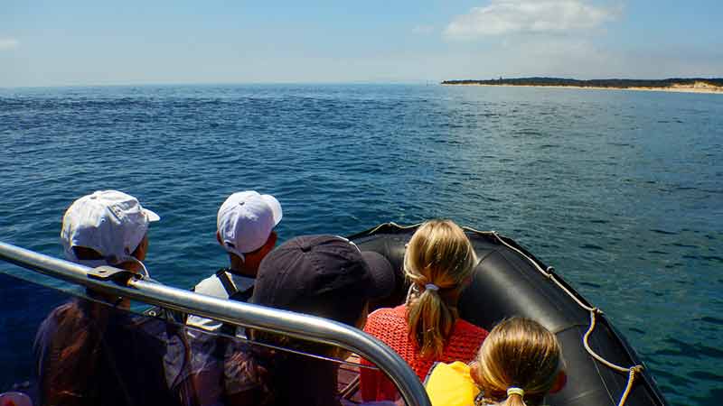 Get up close and personal with friendly Australian Fur Seals on a unique 2-hour snorkelling tour!