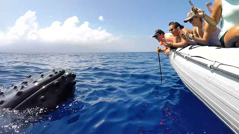 3 Hour Whale Watching Cruise - Pacific Whale Foundation Australia - Epic deals and last minute ...