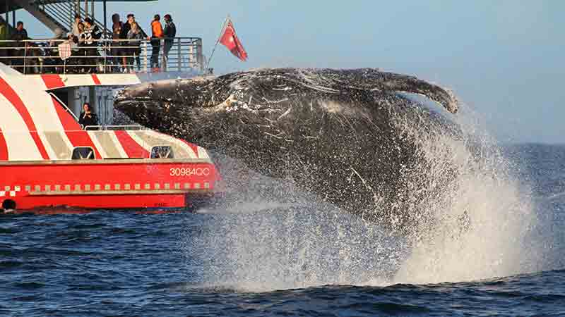 Join Fantasea Cruising for Sydney’s best wildlife adventure on an incredible whale watching cruise!