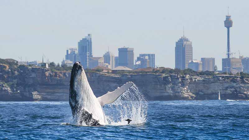 Join Fantasea Cruising for Sydney’s best wildlife adventure on an incredible whale watching cruise!