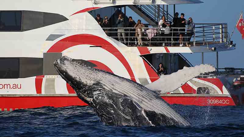 Join Fantasea Cruising for Sydney’s best wildlife adventure on an incredible whale watching cruise!