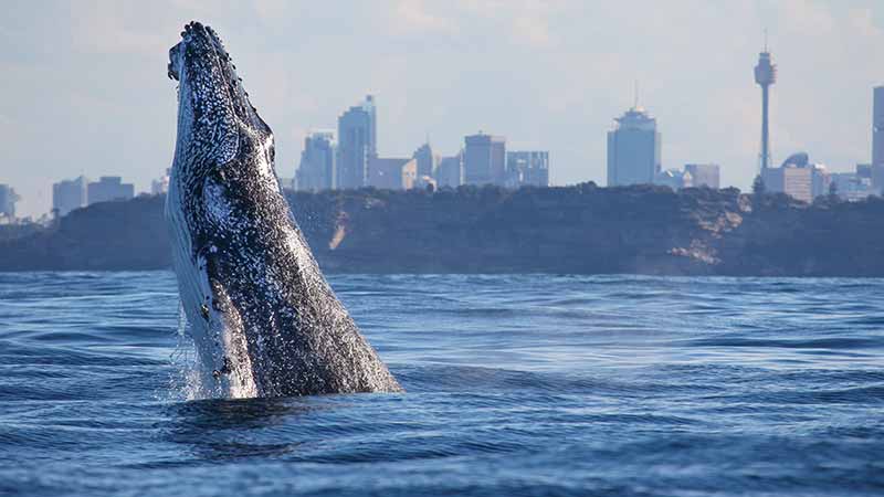Join Fantasea Cruising for Sydney’s best wildlife adventure on an incredible whale watching cruise!