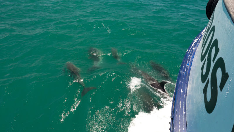 Join us for a relaxing 2.5 hour cruise around one of New Zealand’s most spectacular marine destinations!