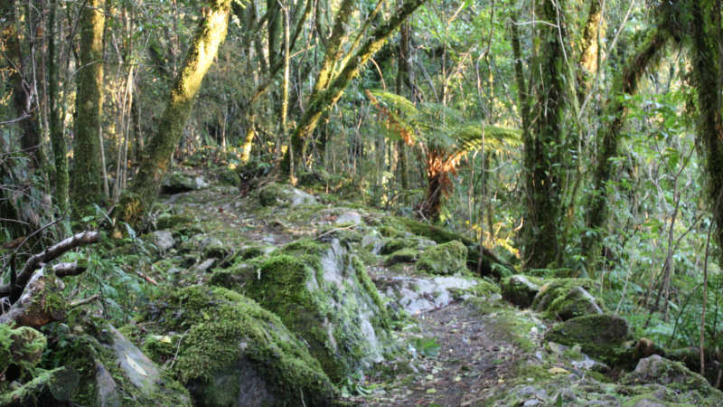 Witness the beauty of New Zealand’s Fox Glacier and explore the gems of Westland Tai Poutini National Park on a fascinating guided nature walk... 