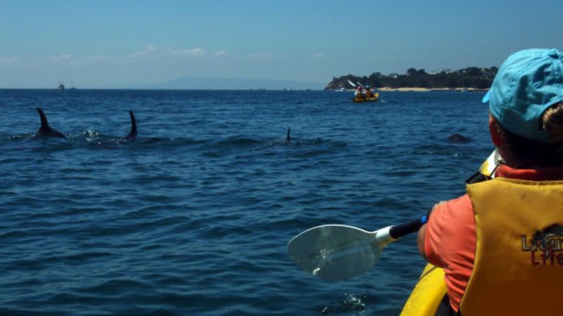 Discover the breathtaking beauty of the Mornington Peninsula and Dolphin Sanctuary!