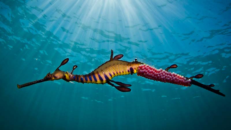 Experience the magic and underwater beauty of Port Philip Bay and meet the local Weedy Sea Dragons!