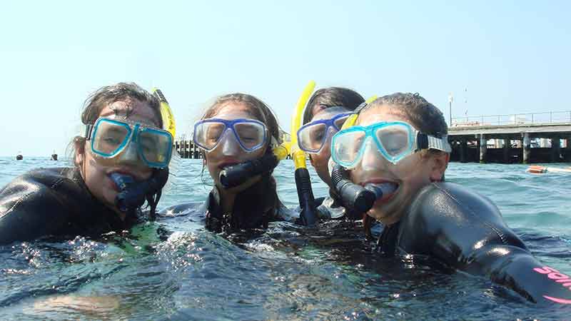 Experience the magic and underwater beauty of Port Philip Bay and meet the local Weedy Sea Dragons!