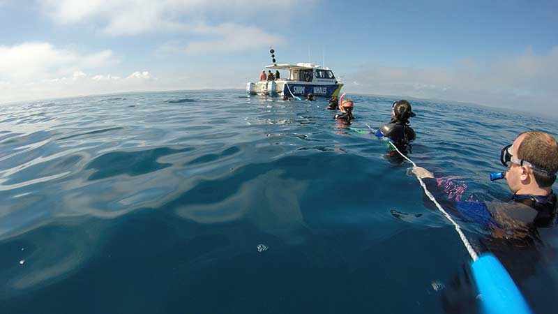 Come and experience an up-close, personal whale encounter with strictly limited numbers (max 12). Includes whale swim encounter when possible.
