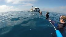 Whale Swim & Watch - Hervey Bay Dive Centre