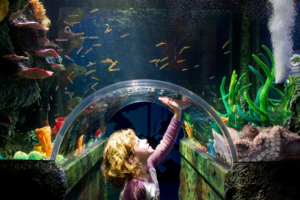 Embark on an unforgettable adventure through the mesmerising underwater world of Melbourne’s SEA LIFE aquarium. A Top 10 Melbourne Attraction.