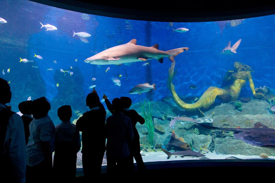 Embark on an unforgettable adventure through the mesmerising underwater world of Melbourne’s SEA LIFE aquarium. A Top 10 Melbourne Attraction.