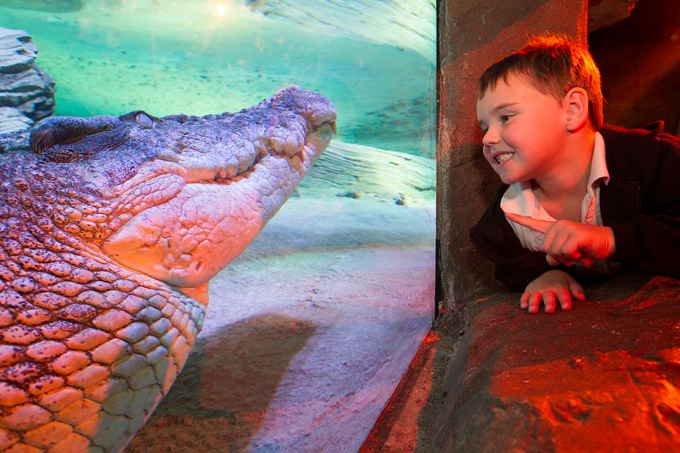 Embark on an unforgettable adventure through the mesmerising underwater world of Melbourne’s SEA LIFE aquarium. A Top 10 Melbourne Attraction.