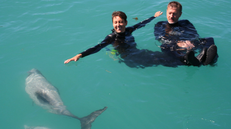 The only place on the planet, where you can get close to the world's smallest and rarest dolphin, the Hector's Dolphin. Simply rare and unique.