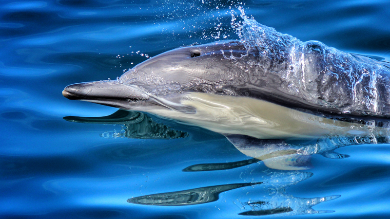 Board the Bay Explorer for an exciting real ocean safari on a fun filled Island & Wildlife Cruise on Tauranga’s largest charter boat!