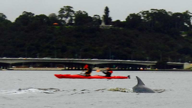 Discover the vibrant city of Perth from a totally new perspective with a fully guided sunset kayaking tour!