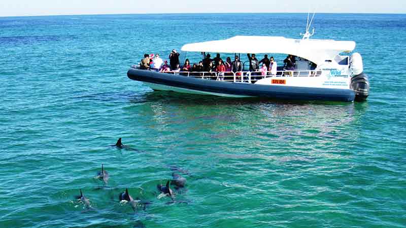 Enjoy a 60 minute cruise to see wild dolphins and sea lions before concluding on Penguin Island to meet the world's smallest penguins! 