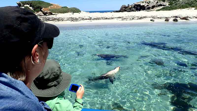 See wild dolphins, sea lions, pelicans, birds of prey and more on this 60 minute cruise through the Shoalwater Islands Marine Park before concluding on Penguin Island to explore. Join a Wildlife Walk on Penguin Island. 