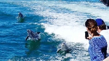 Dolphin, Sealion & Penguin Island Cruise