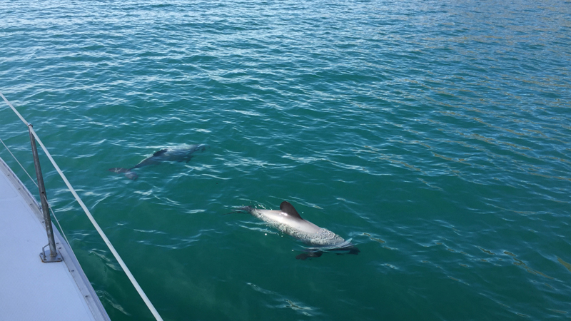 Join us for an unforgettable 3 hour sailing expedition over the spectacular Akaroa Harbour!