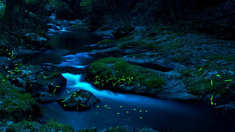 Spend an evening getting back to nature and see the Rainforest come alive! Our highly qualified guides show you our local World Heritage Listed National Park like you have never seen it before