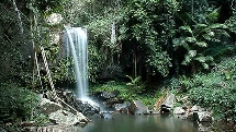 O'Reilly's & Alpaca's -  Lamington National Park. Historical Nature Tour and Canungra Valley