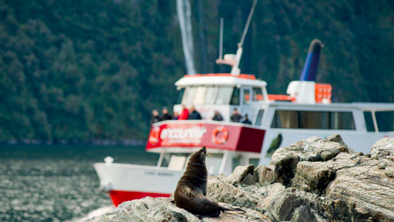 An unforgettable, personal Milford Sound day trip!