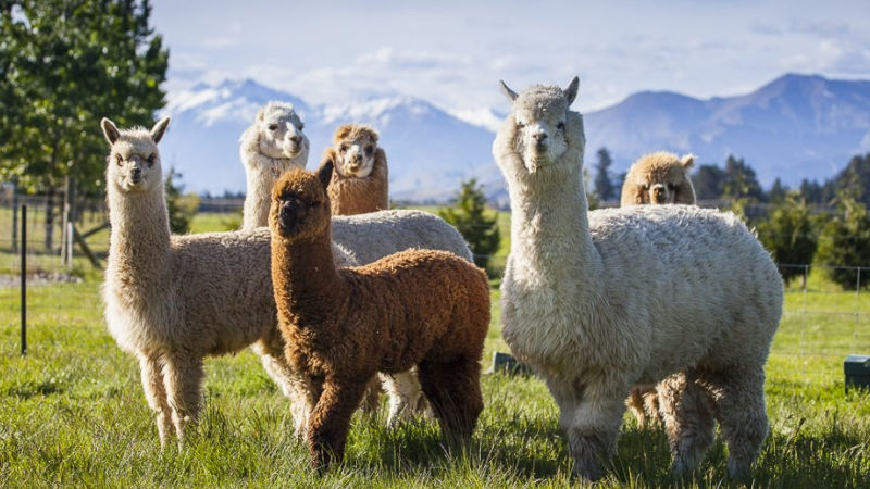 Experience authentic kiwi farm life at the beautiful Criffel Station where you will discover stunning scenery and friendly animals on a fun and interactive tour that is bound to delight young and old!