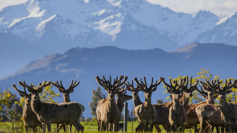 Experience authentic kiwi farm life at the beautiful Criffel Station where you will discover stunning scenery and friendly animals on a fun and interactive tour that is bound to delight young and old!