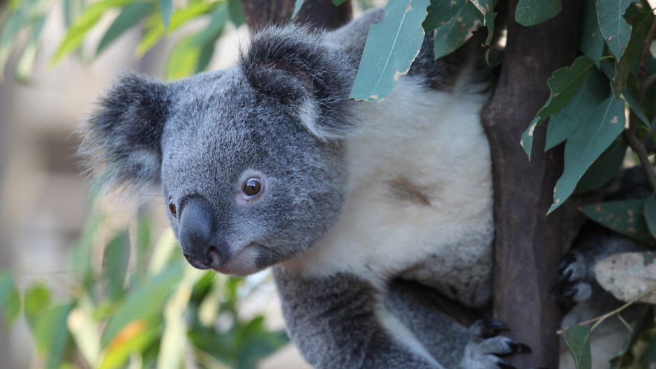 Combine Sea Life Aquarium and any other 2 Sydney attractions and save. See the best Sydney attractions under one flexible ticket!