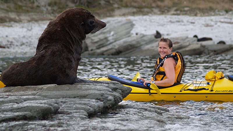 Kaikoura Kayak's 1/2 day wildlife kayaking tour, is an exceptionally highly rated eco nature adventure blast on the water.  Outstanding.