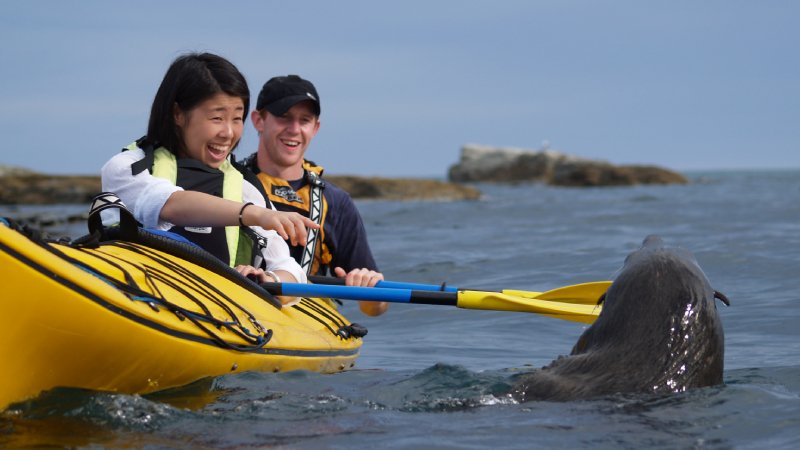 Kaikoura Kayak's 1/2 day wildlife kayaking tour, is an exceptionally highly rated eco nature adventure blast on the water.  Outstanding.