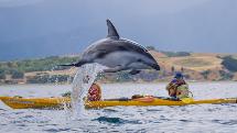 Kaikoura Kayaks - Half Day Wildlife Kayaking Tour