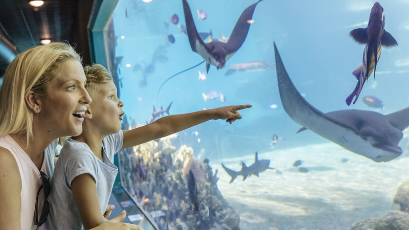 Epic 5 day UNLIMITED entry theme park pass into Warner Bros. Movie World, Sea World and Wet'n'Wild on the Gold Coast! Can be used over 5 consecutive days.
