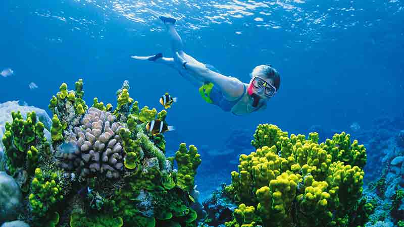 See the world beneath the waves and snorkel at one of the most famous reefs - The Great Barrier Reef!