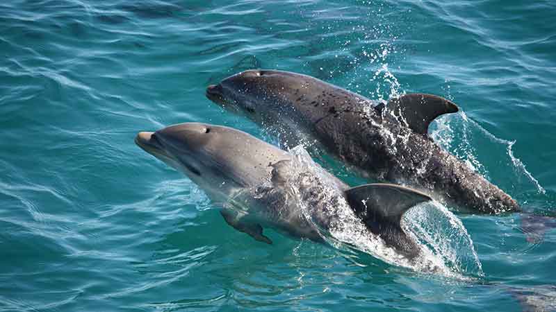 An incredible wildlife sightseeing cruise along the Portsea coastline to Port Phillip Bay entrance!