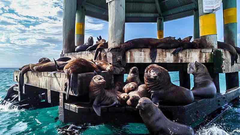 An incredible wildlife sightseeing cruise along the Portsea coastline to Port Phillip Bay entrance!