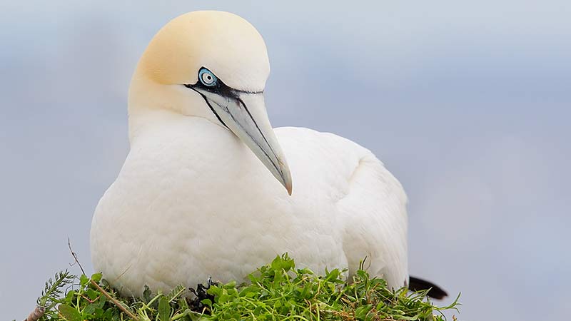 An incredible wildlife sightseeing cruise along the Portsea coastline to Port Phillip Bay entrance!