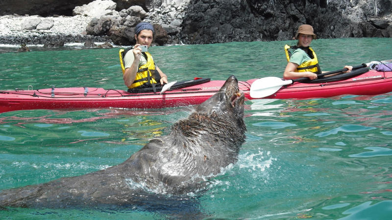 Join us for relaxing, fun and unforgettable excursion as we explore Otago’s renowned marine wildlife!