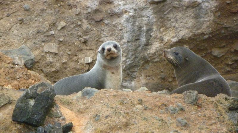 Join us for relaxing, fun and unforgettable excursion as we explore Otago’s renowned marine wildlife!